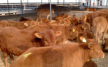 養殖肉牛最容易得這七種病，治療方法都在這里